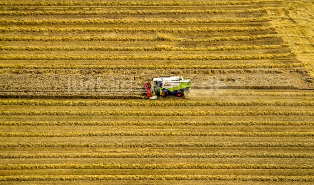 Luftaufnahme Olfen - Ernteeinsatz auf landwirtschaftlichen Feldern in Olfen im Bundesland Nordrhein-Westfalen, Deutschland