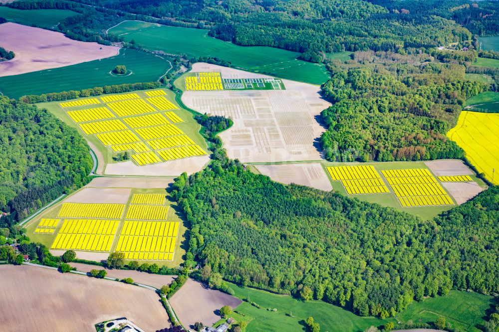 Altenhof aus der Vogelperspektive: Feld- Landschaft gelb blühender Raps- Blüten in Altenhof im Bundesland Schleswig-Holstein, Deutschland