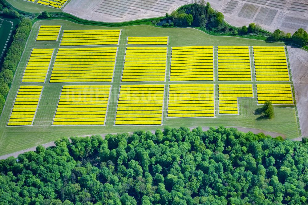 Altenhof von oben - Feld- Landschaft gelb blühender Raps- Blüten in Altenhof im Bundesland Schleswig-Holstein, Deutschland