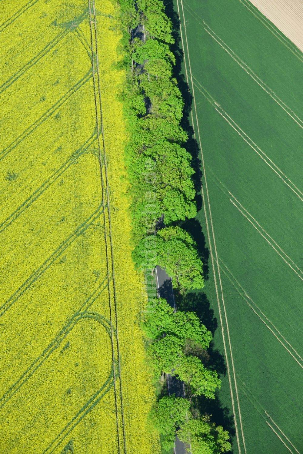 Luftbild Altlandsberg - Feld- Landschaft gelb blühender Raps- Blüten in Altlandsberg im Bundesland Brandenburg