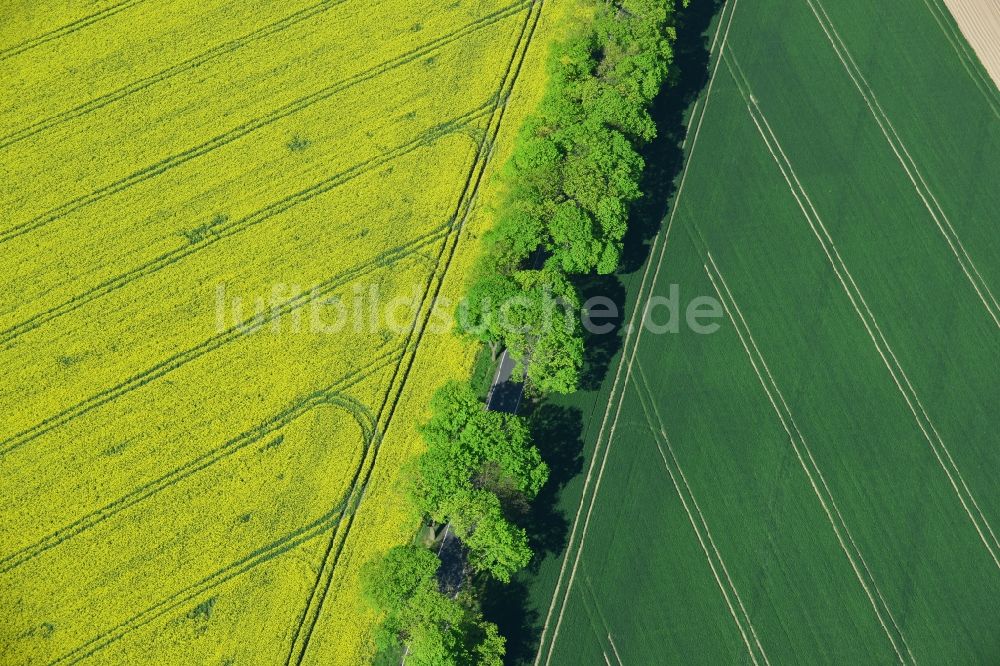 Altlandsberg von oben - Feld- Landschaft gelb blühender Raps- Blüten in Altlandsberg im Bundesland Brandenburg