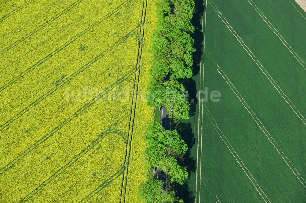 Altlandsberg aus der Vogelperspektive: Feld- Landschaft gelb blühender Raps- Blüten in Altlandsberg im Bundesland Brandenburg