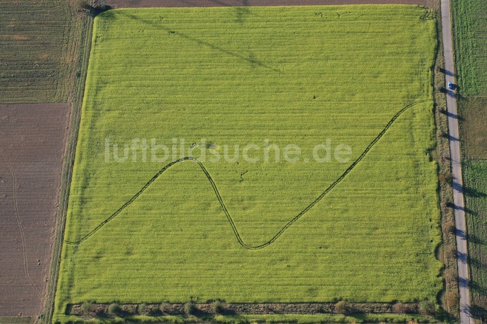 Auggen aus der Vogelperspektive: Feld- Landschaft gelb blühender Raps- Blüten in Auggen im Bundesland Baden-Württemberg