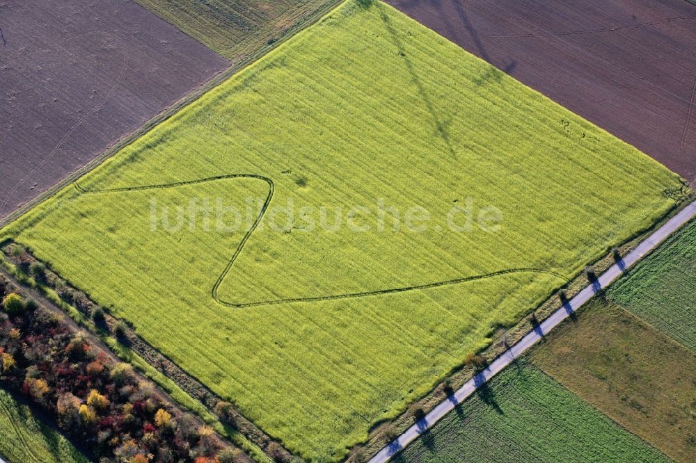 Luftbild Auggen - Feld- Landschaft gelb blühender Raps- Blüten in Auggen im Bundesland Baden-Württemberg