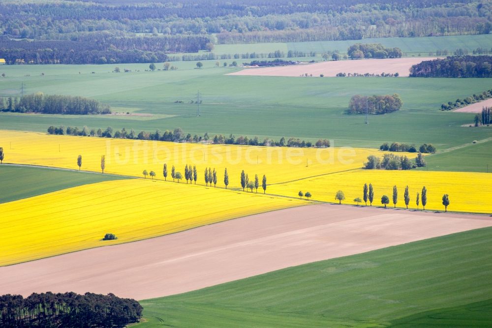 Bad Belzig aus der Vogelperspektive: Feld- Landschaft gelb blühender Raps- Blüten in Bad Belzig im Bundesland Brandenburg, Deutschland