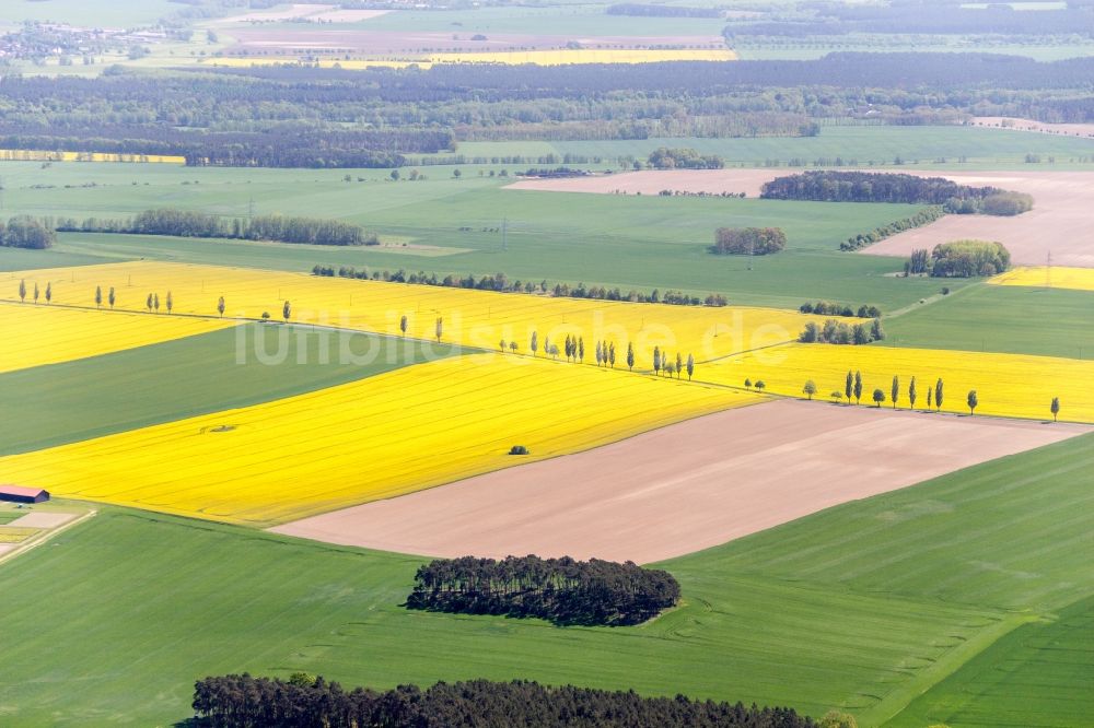 Luftbild Bad Belzig - Feld- Landschaft gelb blühender Raps- Blüten in Bad Belzig im Bundesland Brandenburg, Deutschland