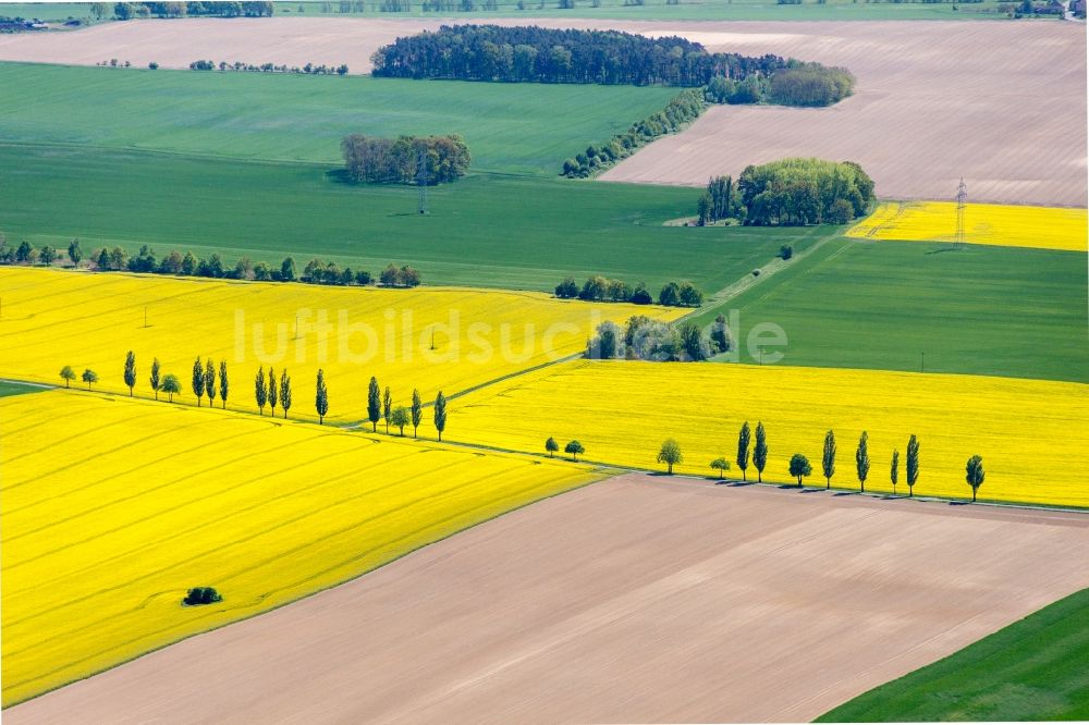 Luftaufnahme Bad Belzig - Feld- Landschaft gelb blühender Raps- Blüten in Bad Belzig im Bundesland Brandenburg, Deutschland