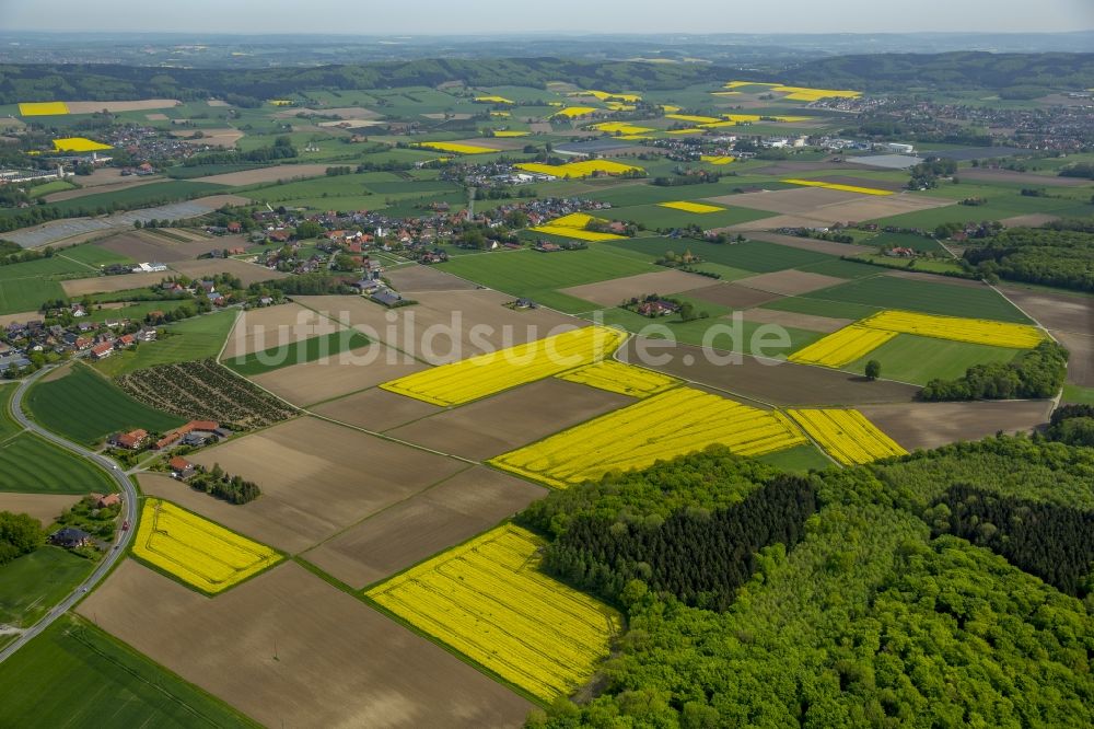 Bad Laer aus der Vogelperspektive: Feld- Landschaft gelb blühender Raps- Blüten in Bad Laer im Bundesland Niedersachsen