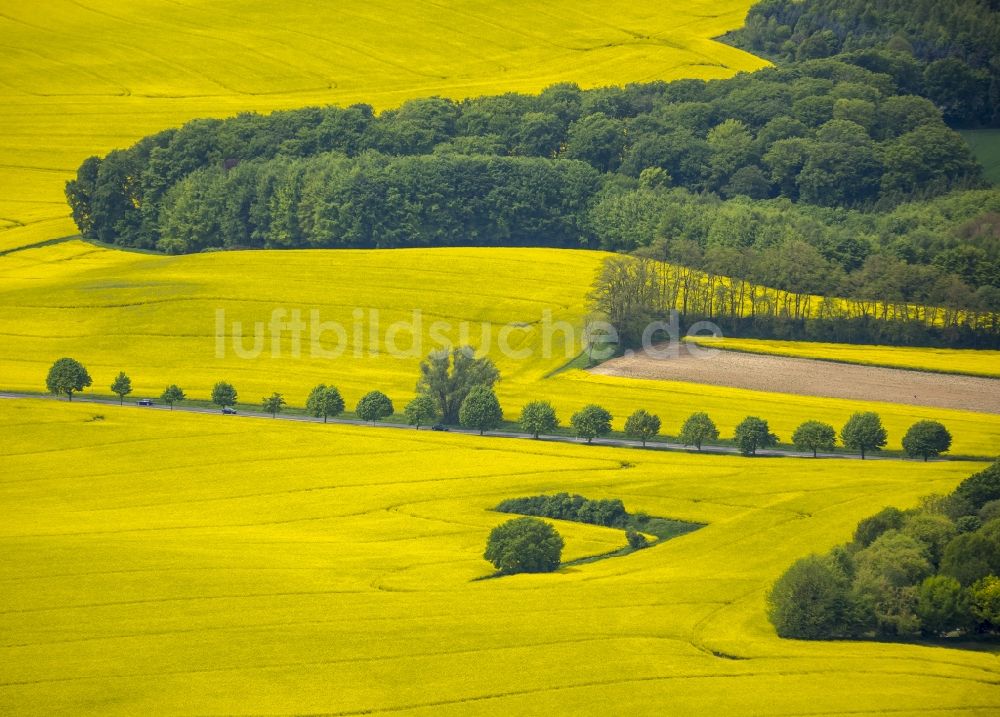 Erkrath aus der Vogelperspektive: Feld- Landschaft gelb blühender Raps- Blüten bei Erkrath im Bundesland Nordrhein-Westfalen