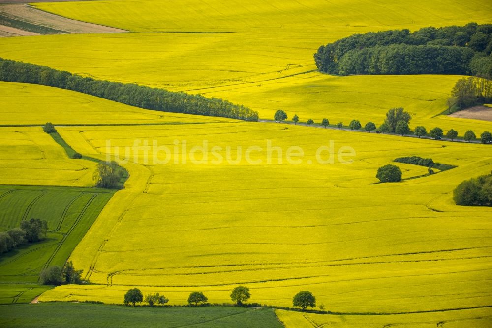 Luftbild Erkrath - Feld- Landschaft gelb blühender Raps- Blüten bei Erkrath im Bundesland Nordrhein-Westfalen