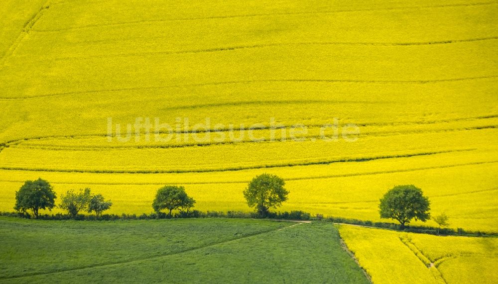 Luftaufnahme Erkrath - Feld- Landschaft gelb blühender Raps- Blüten bei Erkrath im Bundesland Nordrhein-Westfalen