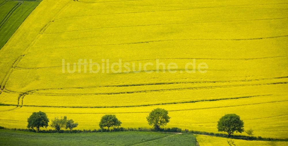 Erkrath von oben - Feld- Landschaft gelb blühender Raps- Blüten bei Erkrath im Bundesland Nordrhein-Westfalen