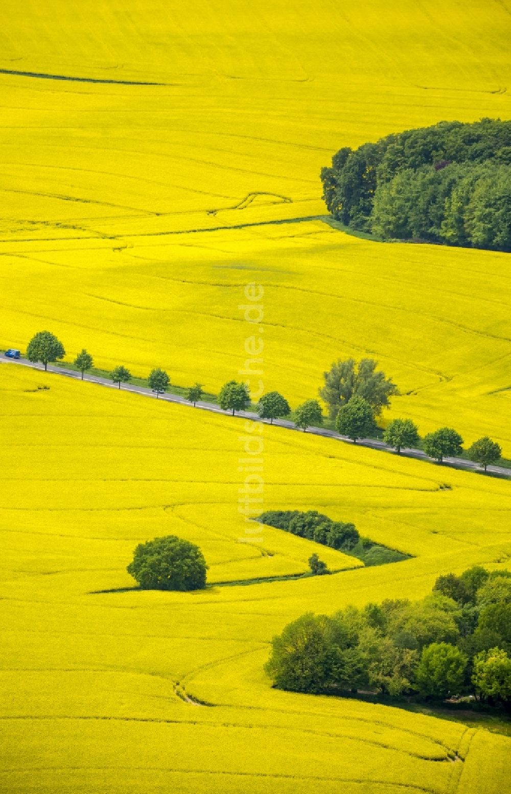 Erkrath aus der Vogelperspektive: Feld- Landschaft gelb blühender Raps- Blüten bei Erkrath im Bundesland Nordrhein-Westfalen