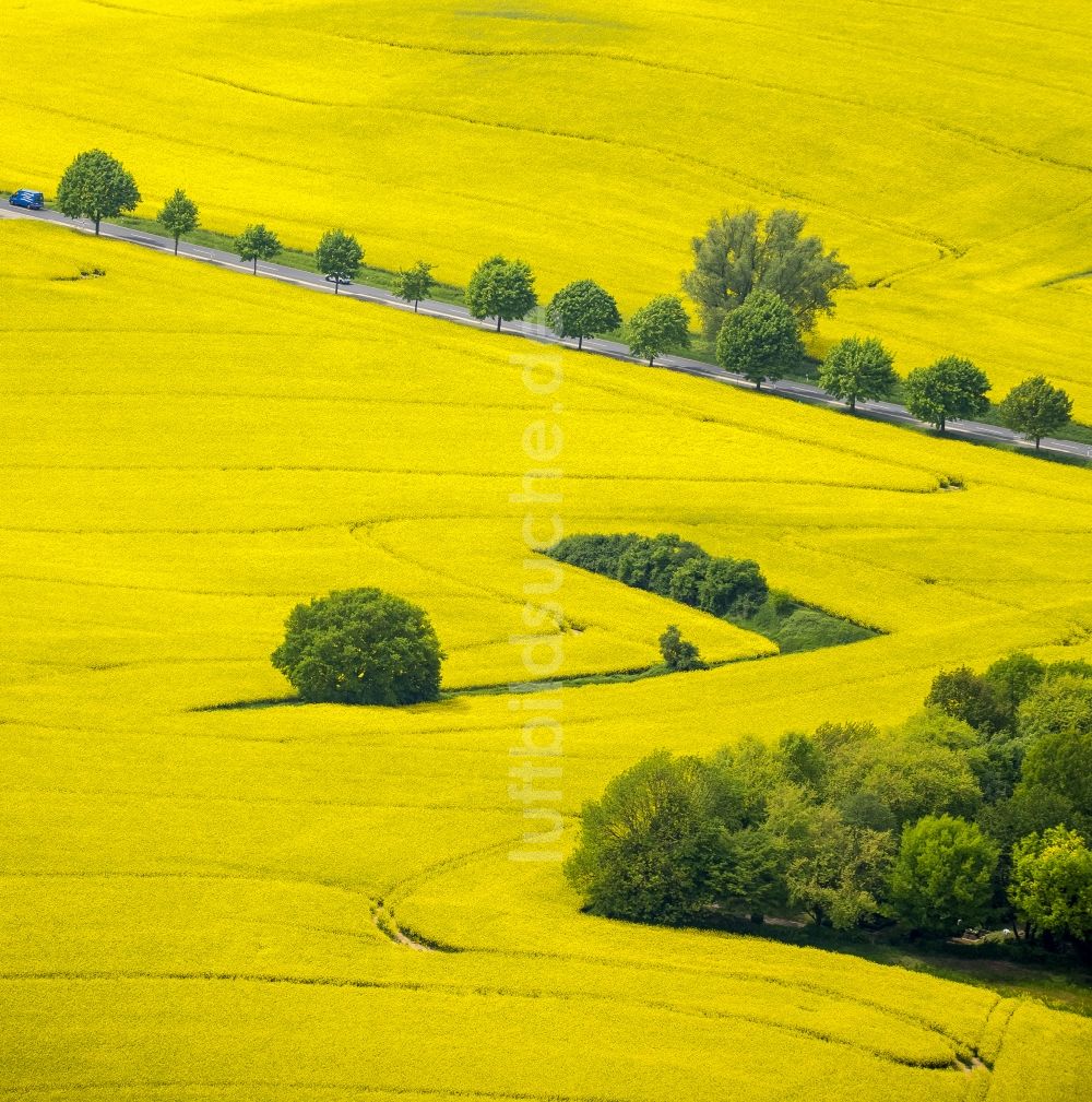 Luftbild Erkrath - Feld- Landschaft gelb blühender Raps- Blüten bei Erkrath im Bundesland Nordrhein-Westfalen