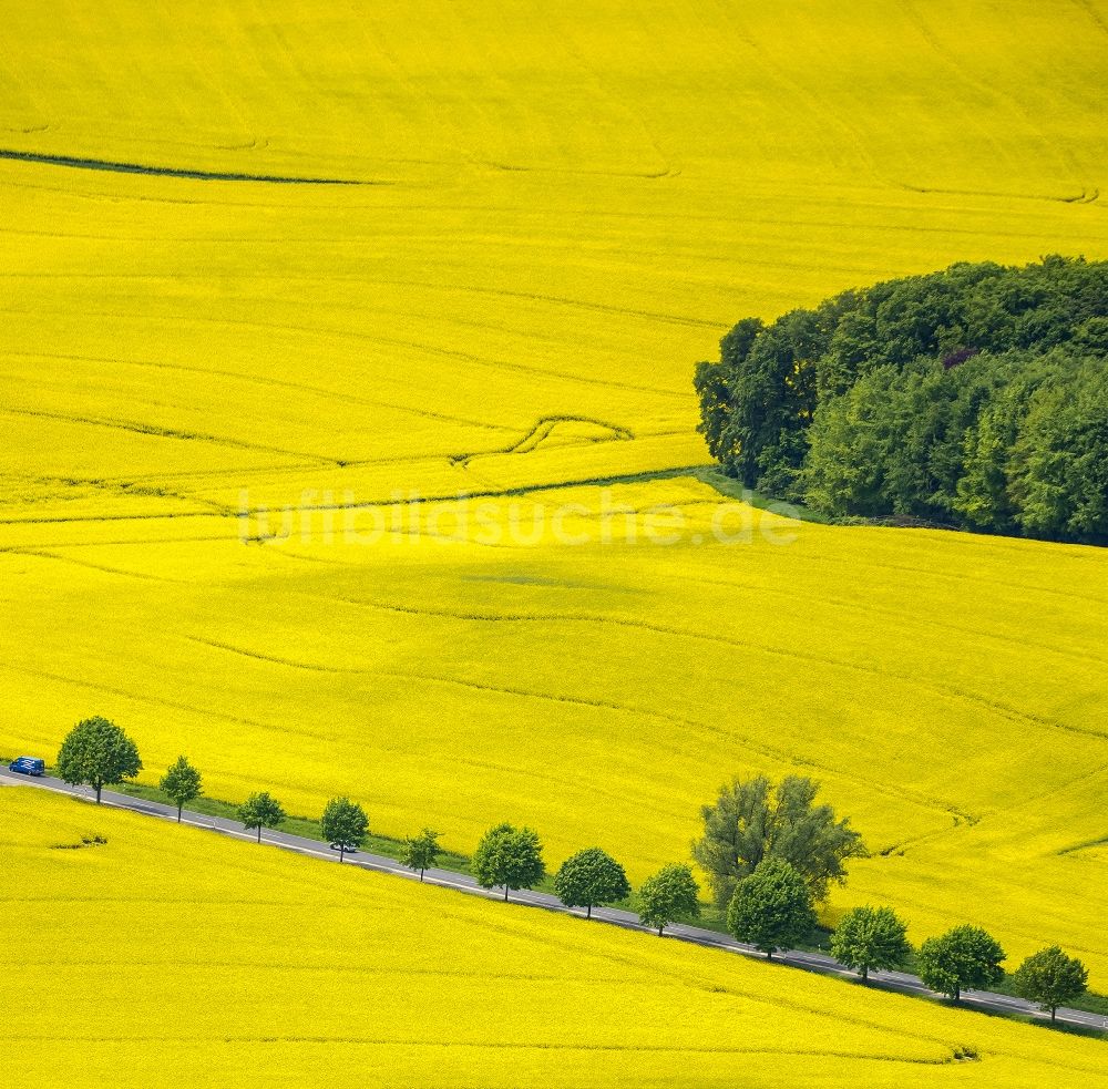 Luftaufnahme Erkrath - Feld- Landschaft gelb blühender Raps- Blüten bei Erkrath im Bundesland Nordrhein-Westfalen