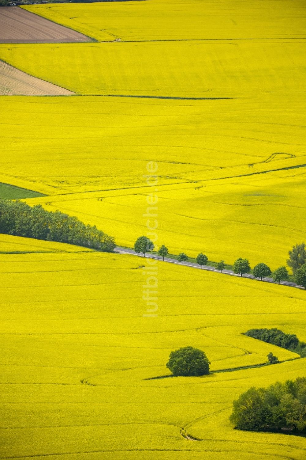 Erkrath von oben - Feld- Landschaft gelb blühender Raps- Blüten bei Erkrath im Bundesland Nordrhein-Westfalen