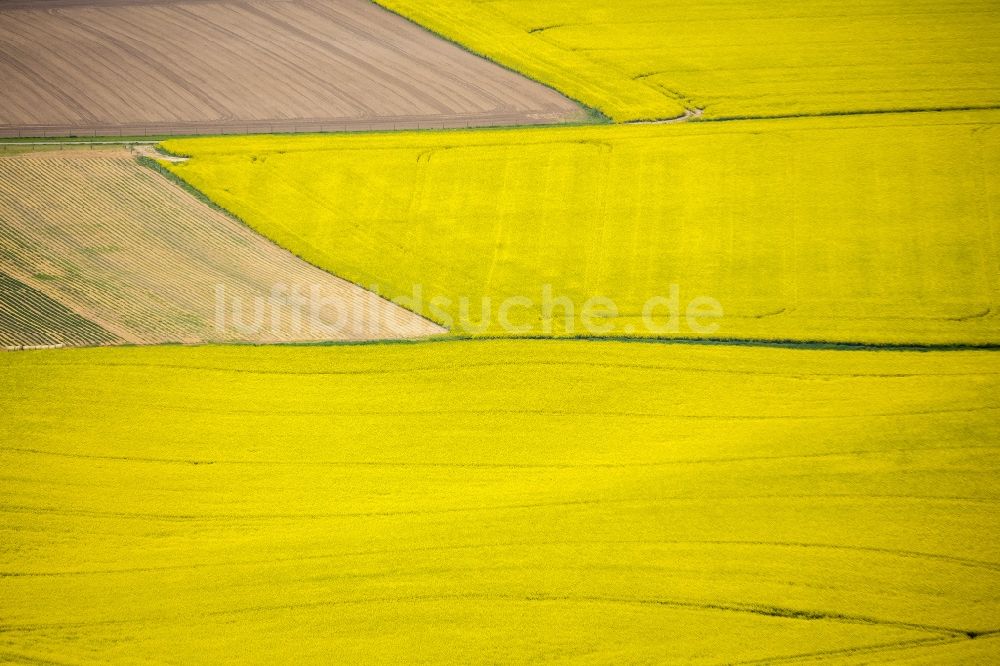 Erkrath aus der Vogelperspektive: Feld- Landschaft gelb blühender Raps- Blüten bei Erkrath im Bundesland Nordrhein-Westfalen