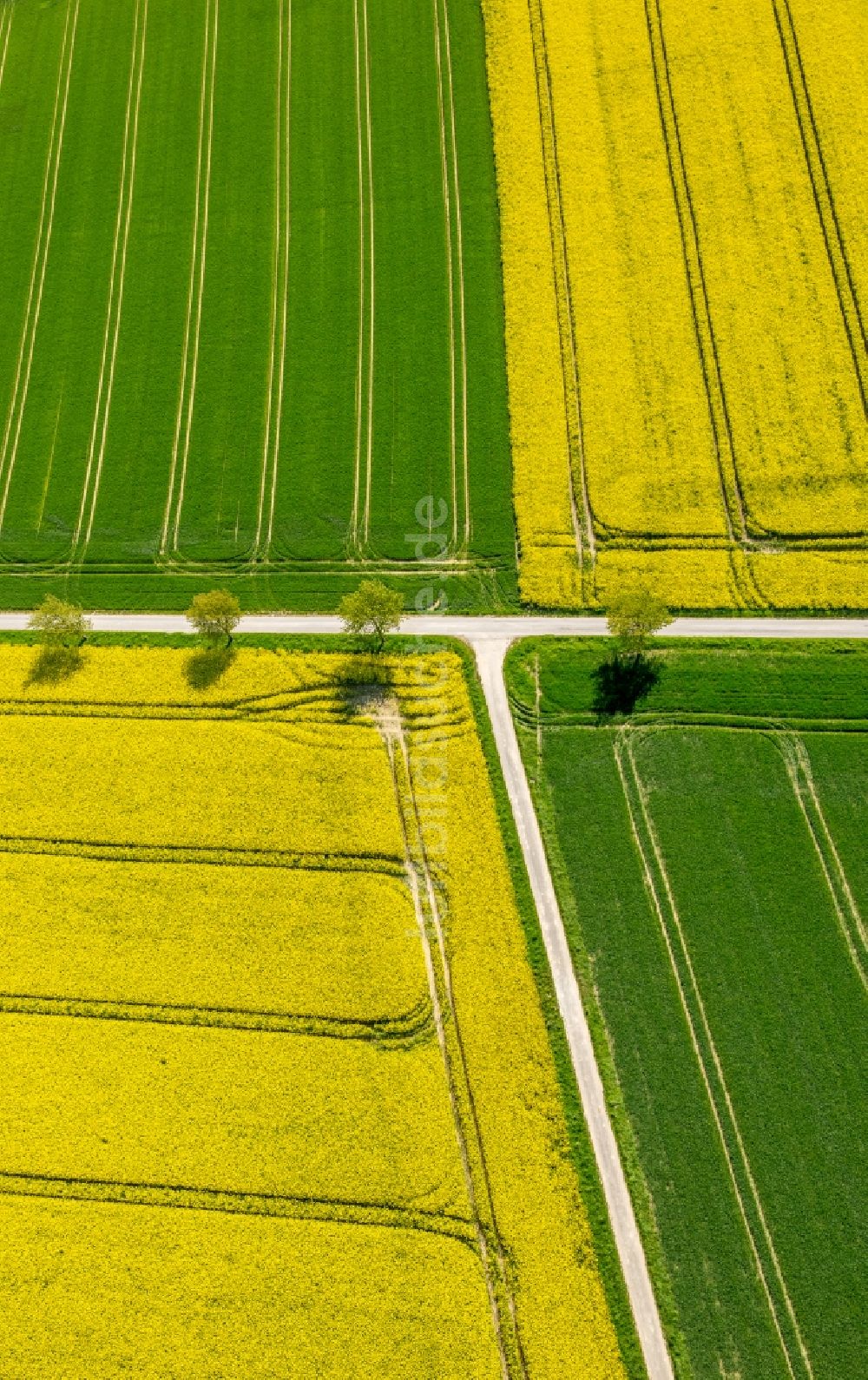Luftaufnahme Belecke - Feld- Landschaft gelb blühender Raps- Blüten in Belecke im Bundesland Nordrhein-Westfalen, Deutschland