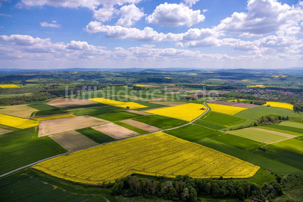 Borgentreich von oben - Feld- Landschaft gelb blühender Raps- Blüten in Borgentreich im Bundesland Nordrhein-Westfalen, Deutschland