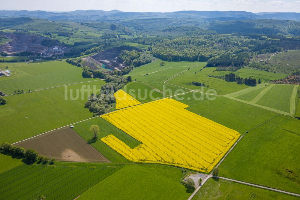 Brilon aus der Vogelperspektive: Feld- Landschaft gelb blühender Raps- Blüten in Brilon im Bundesland Nordrhein-Westfalen, Deutschland