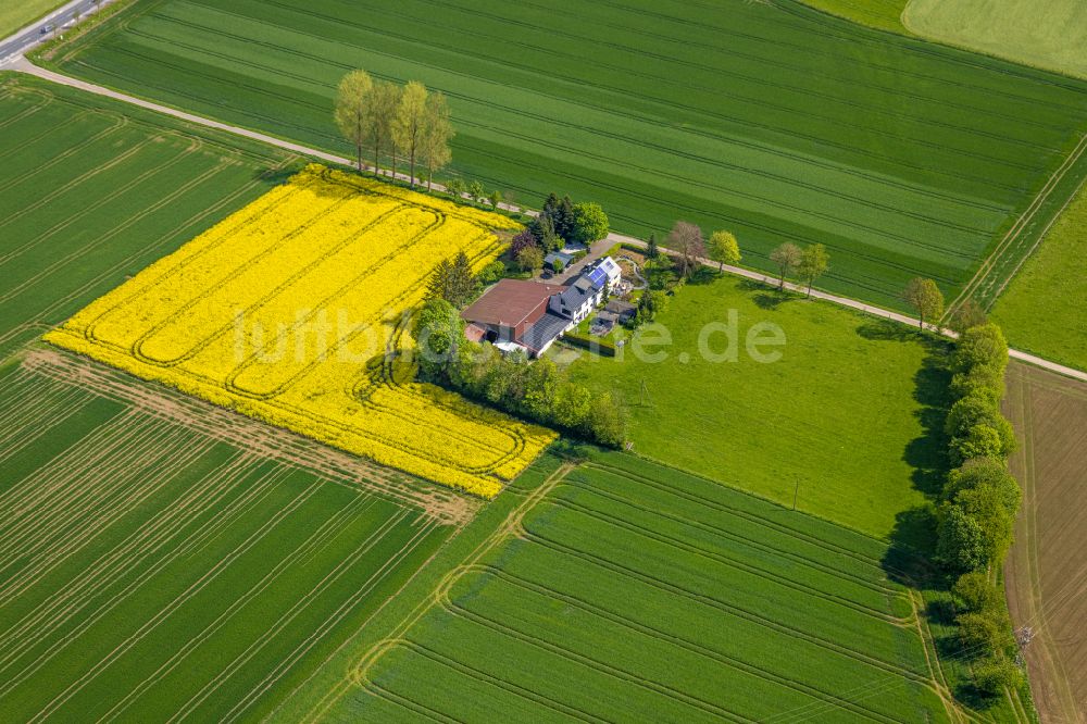 Brilon von oben - Feld- Landschaft gelb blühender Raps- Blüten in Brilon im Bundesland Nordrhein-Westfalen, Deutschland