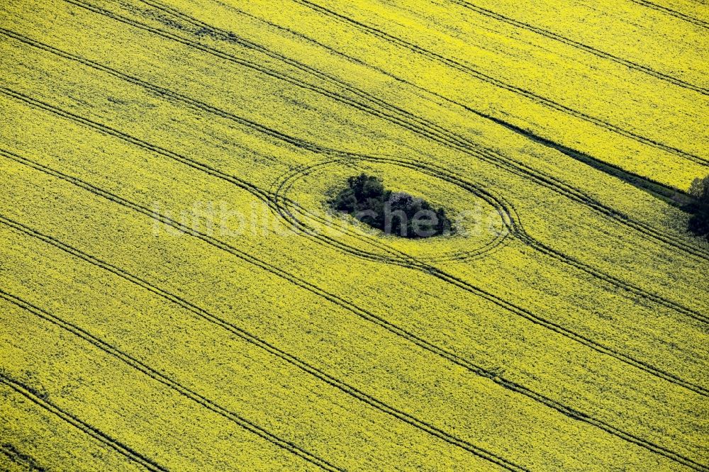 Werneuchen von oben - Feld- Landschaft gelb blühender Raps- Blüten mit Bäumen in Werneuchen im Bundesland Brandenburg