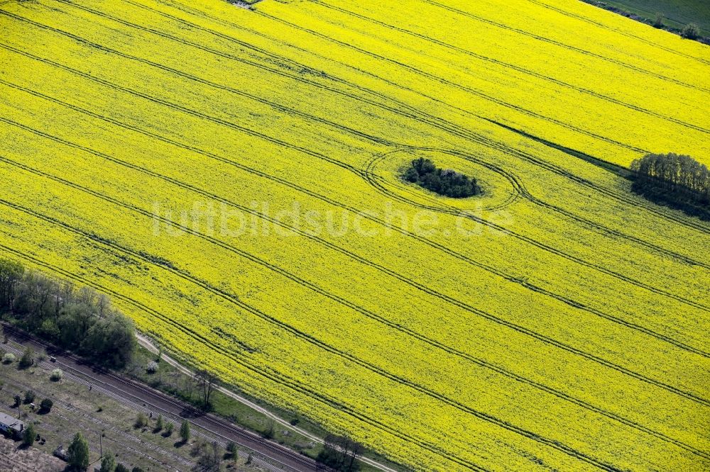 Werneuchen aus der Vogelperspektive: Feld- Landschaft gelb blühender Raps- Blüten mit Bäumen in Werneuchen im Bundesland Brandenburg