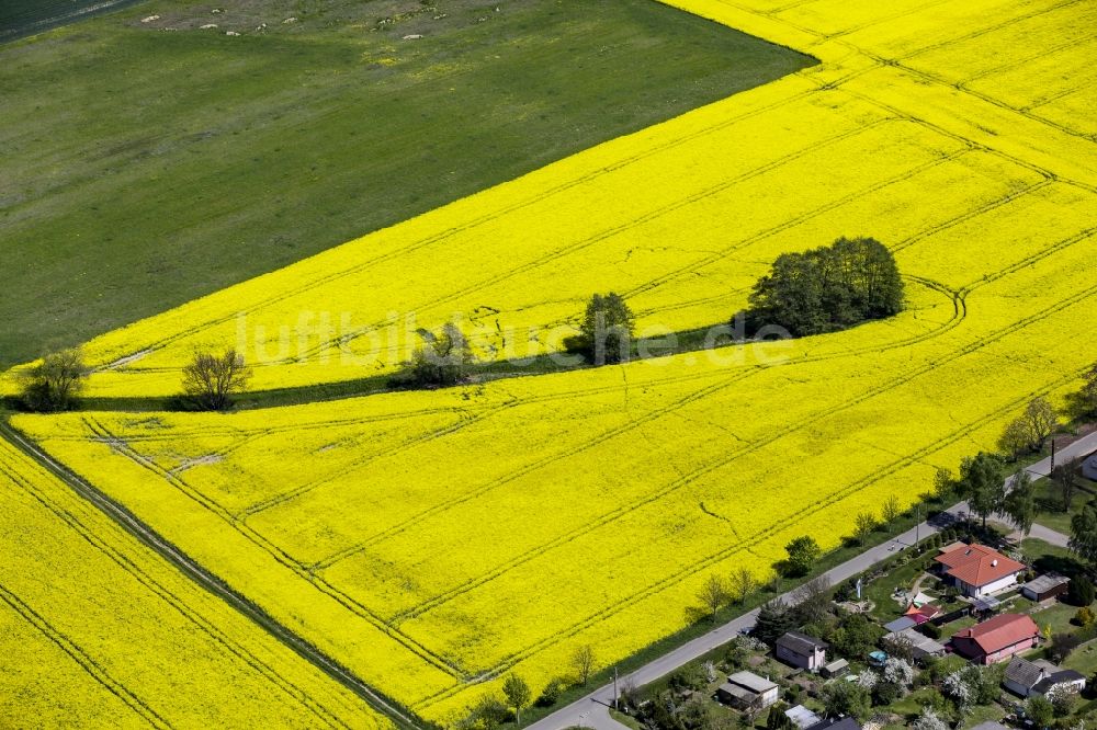 Luftbild Werneuchen - Feld- Landschaft gelb blühender Raps- Blüten mit Bäumen in Werneuchen im Bundesland Brandenburg