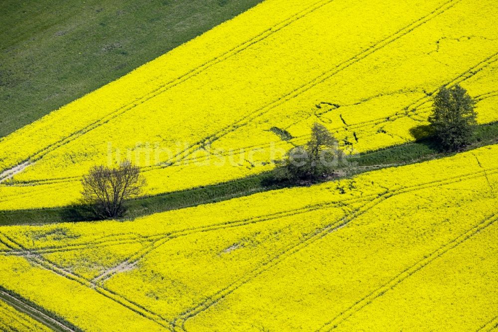 Luftaufnahme Werneuchen - Feld- Landschaft gelb blühender Raps- Blüten mit Bäumen in Werneuchen im Bundesland Brandenburg