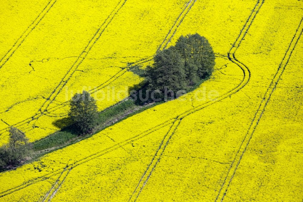 Werneuchen von oben - Feld- Landschaft gelb blühender Raps- Blüten mit Bäumen in Werneuchen im Bundesland Brandenburg