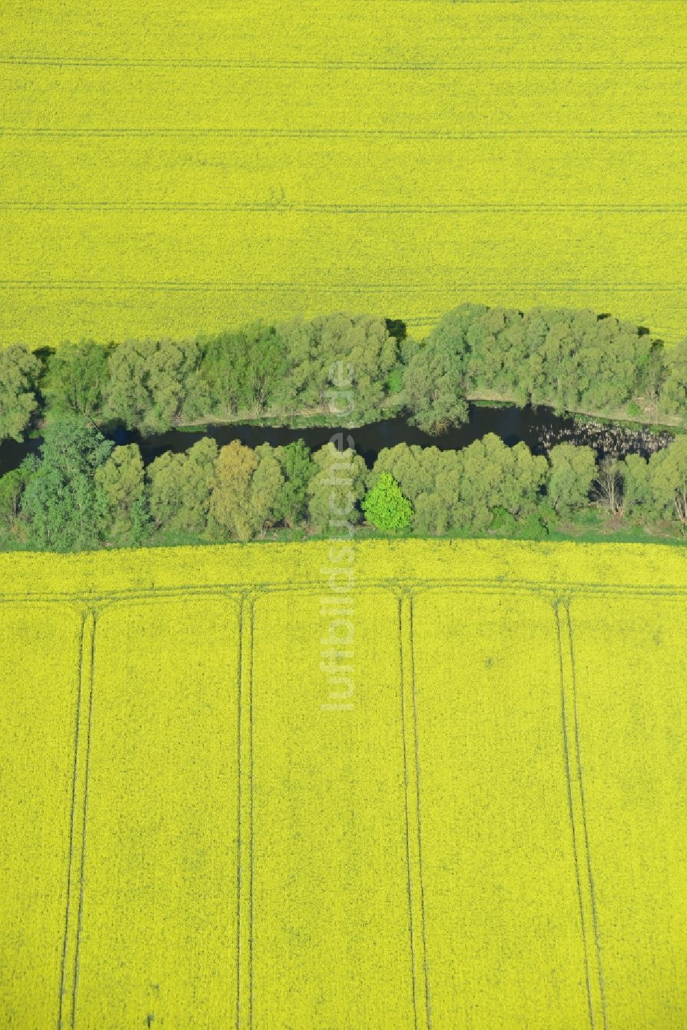 Altlandsberg von oben - Feld- Landschaft gelb blühender Raps- Blüten an einem Wassergraben bei Altlandsberg im Bundesland Brandenburg