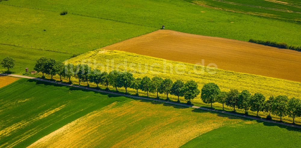 Luftbild Erkeln - Feld- Landschaft gelb blühender Raps- Blüten in Erkeln im Bundesland Nordrhein-Westfalen, Deutschland