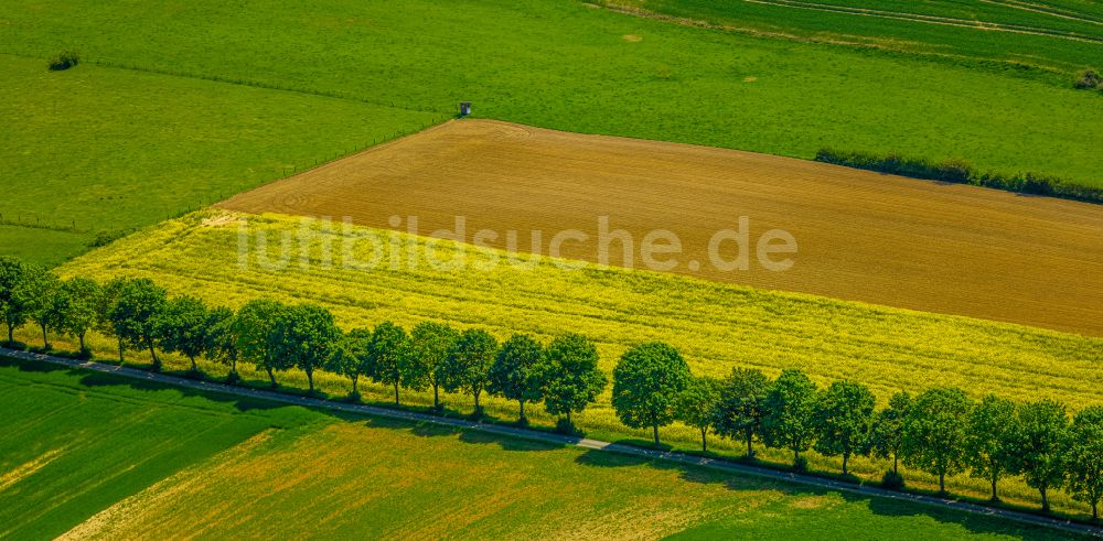 Luftaufnahme Erkeln - Feld- Landschaft gelb blühender Raps- Blüten in Erkeln im Bundesland Nordrhein-Westfalen, Deutschland