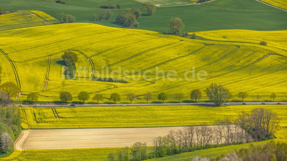 Erkrath von oben - Feld- Landschaft gelb blühender Raps- Blüten in Erkrath im Bundesland Nordrhein-Westfalen