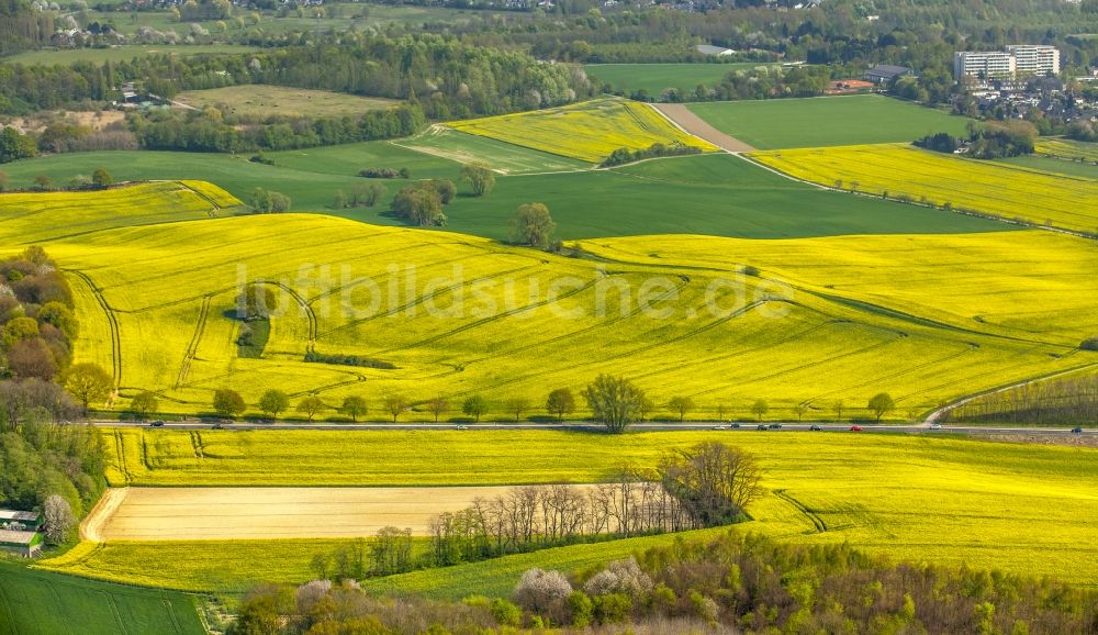 Erkrath aus der Vogelperspektive: Feld- Landschaft gelb blühender Raps- Blüten in Erkrath im Bundesland Nordrhein-Westfalen