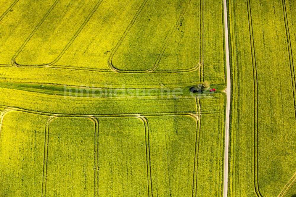 Erkrath von oben - Feld- Landschaft gelb blühender Raps- Blüten in Erkrath im Bundesland Nordrhein-Westfalen