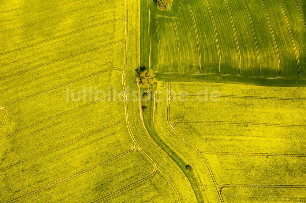 Erkrath aus der Vogelperspektive: Feld- Landschaft gelb blühender Raps- Blüten in Erkrath im Bundesland Nordrhein-Westfalen