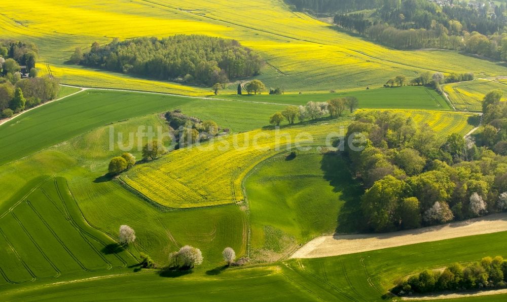 Luftaufnahme Erkrath - Feld- Landschaft gelb blühender Raps- Blüten in Erkrath im Bundesland Nordrhein-Westfalen