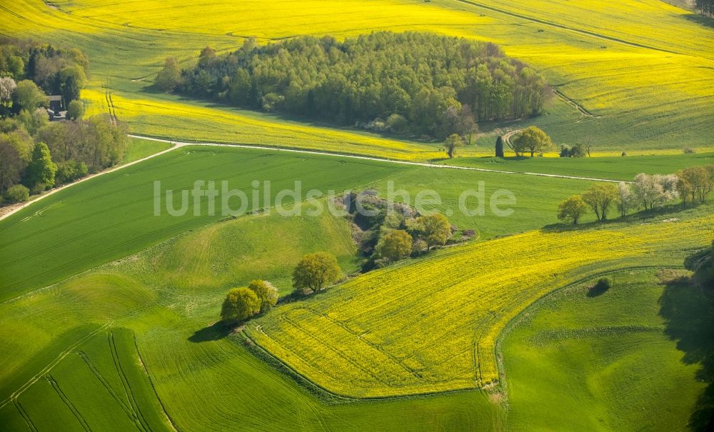 Erkrath von oben - Feld- Landschaft gelb blühender Raps- Blüten in Erkrath im Bundesland Nordrhein-Westfalen