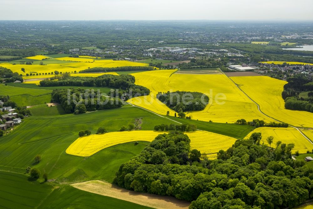 Erkrath aus der Vogelperspektive: Feld- Landschaft gelb blühender Raps- Blüten in Erkrath im Bundesland Nordrhein-Westfalen