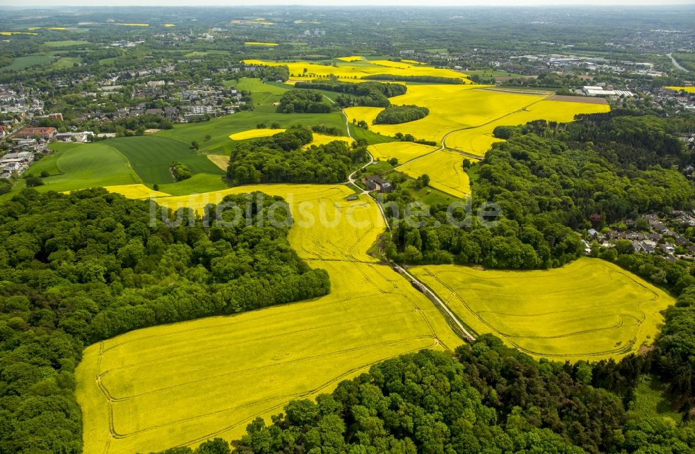 Erkrath von oben - Feld- Landschaft gelb blühender Raps- Blüten in Erkrath im Bundesland Nordrhein-Westfalen