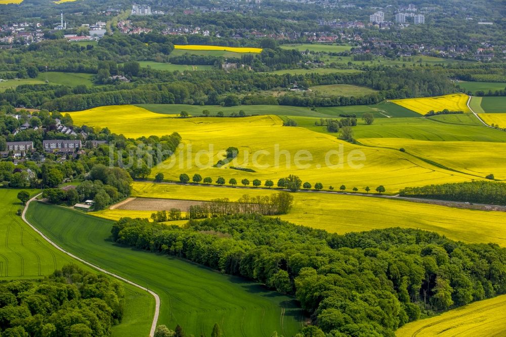 Luftaufnahme Erkrath - Feld- Landschaft gelb blühender Raps- Blüten in Erkrath im Bundesland Nordrhein-Westfalen