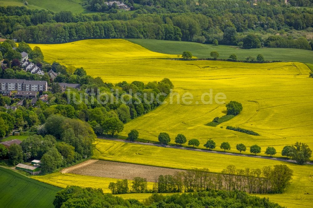 Erkrath von oben - Feld- Landschaft gelb blühender Raps- Blüten in Erkrath im Bundesland Nordrhein-Westfalen