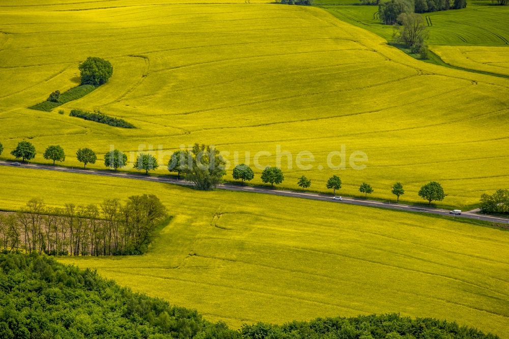 Erkrath aus der Vogelperspektive: Feld- Landschaft gelb blühender Raps- Blüten in Erkrath im Bundesland Nordrhein-Westfalen