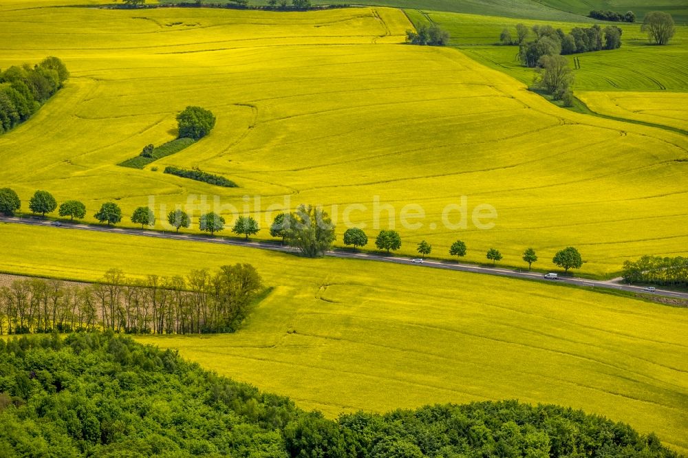 Luftaufnahme Erkrath - Feld- Landschaft gelb blühender Raps- Blüten in Erkrath im Bundesland Nordrhein-Westfalen