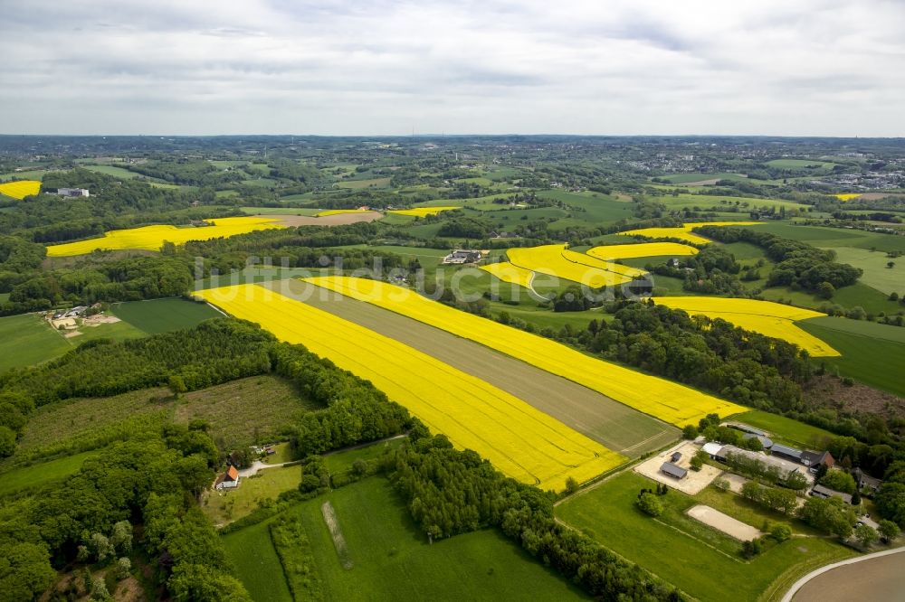 Luftbild Essen - Feld- Landschaft gelb blühender Raps- Blüten in Essen im Bundesland Nordrhein-Westfalen