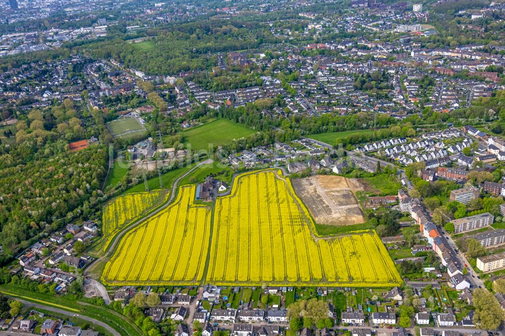 Luftaufnahme Essen - Feld- Landschaft gelb blühender Raps- Blüten in Essen im Bundesland Nordrhein-Westfalen, Deutschland