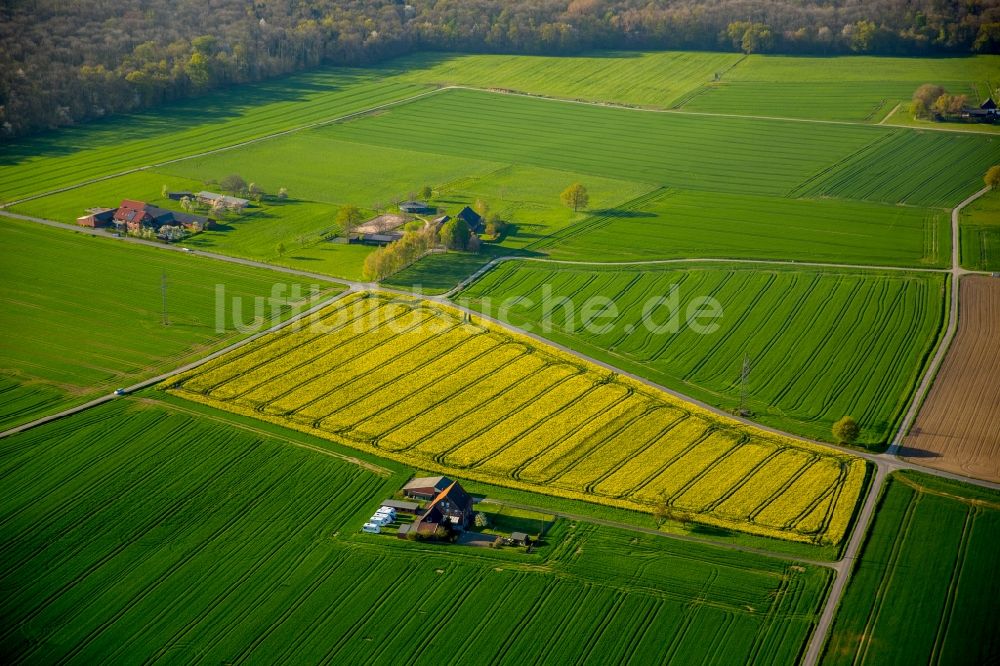 Luftaufnahme Hamm - Feld- Landschaft gelb blühender Raps- Blüten in Hamm im Bundesland Nordrhein-Westfalen