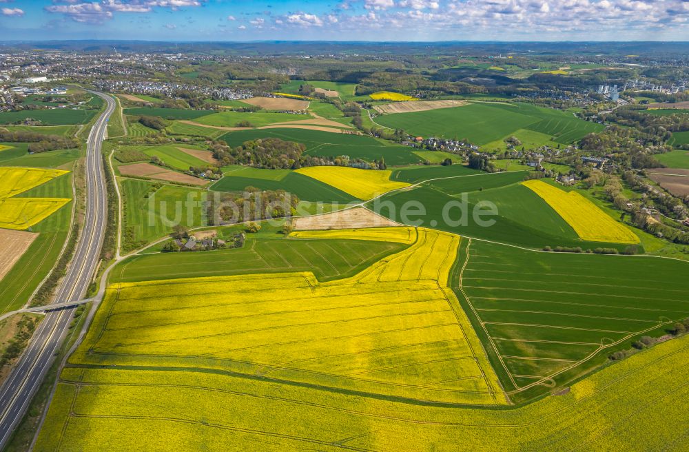 Heiligenhaus von oben - Feld- Landschaft gelb blühender Raps- Blüten in Heiligenhaus im Bundesland Nordrhein-Westfalen, Deutschland