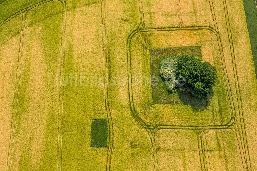 Luftbild Holzwickede - Feld- Landschaft gelb blühender Raps- Blüten in Holzwickede im Bundesland Nordrhein-Westfalen